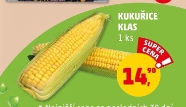 Kukuřice klas