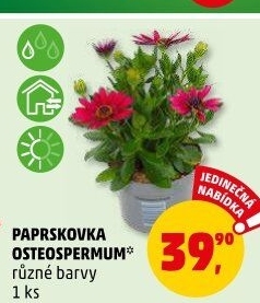 Paprskovka - Kapská kopretina - Osteospermum
