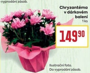 Chrysanthemum - Chryzantéma