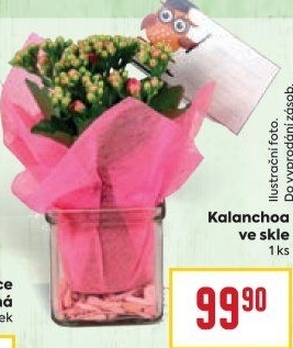 Kalanchoe - Kolopejka