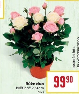 Růže