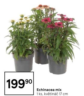 Echinacea - Třapatkovka