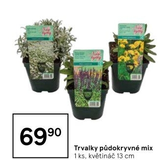 Trvalky
