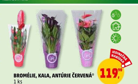 Bromelia