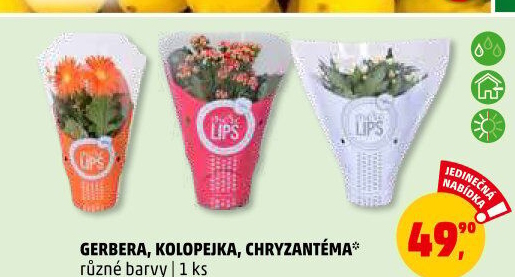 Gerbera