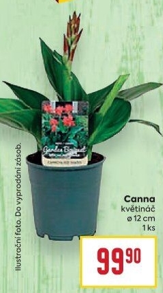 Dosna Cannova