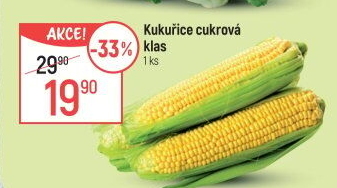 Kukuřice klas