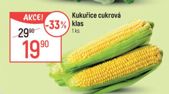 Kukuřice klas