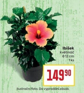 Hibiscus - Ibišek
