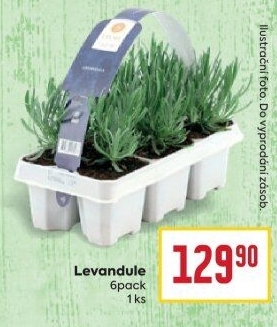 Levandule