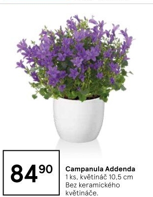 Campanula - Zvonek