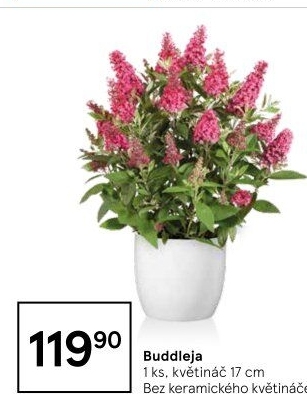 Motýlí keře - Buddleja davidii