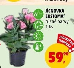 Eustoma - Jícnovka - Lisianthus