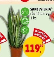 Sanseviera - Tchýnin jazyk