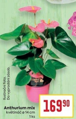 Anthurium - Toulitka