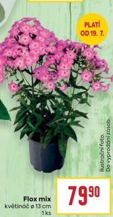 Plamenka - Phlox