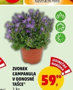 Campanula - Zvonek