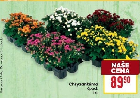 Chrysanthemum - Chryzantéma