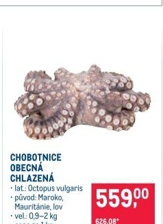 Chobotnice obecná