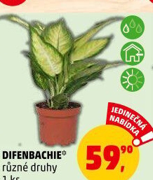 Difenbachie