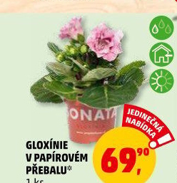 Gloxinie