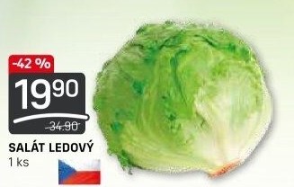 Salát ledový