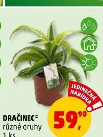 Dracaena Dragontree