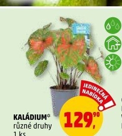 Kaládium - Caladium