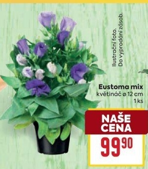 Eustoma - Jícnovka - Lisianthus
