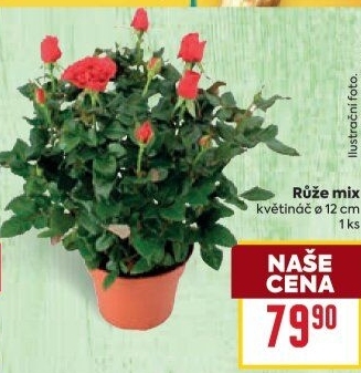 Růže