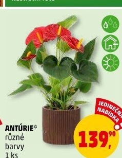 Anturie