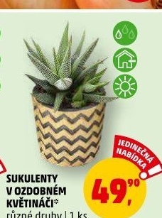 Sukulent
