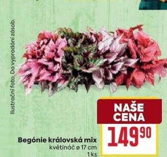 Begónie královská