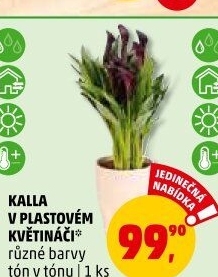 Kala - Calla