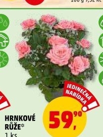 Růže