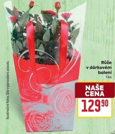 Růže