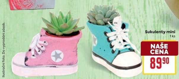 Sempervivum - netřesk