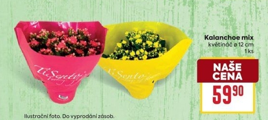 Kalanchoe - Kolopejka