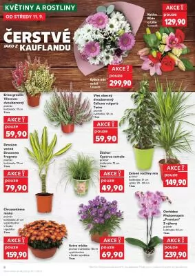 akční leták Kaufland 11.9.2024-17.9.2024
