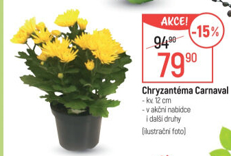 Chrysanthemum - Chryzantéma
