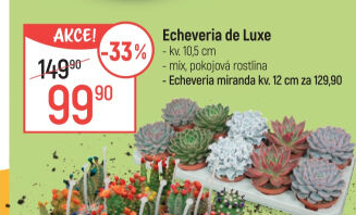 Echeverie - Pupovice