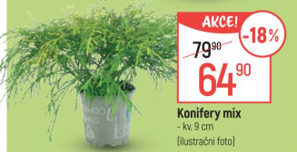 Konifery