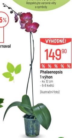 Orchidej