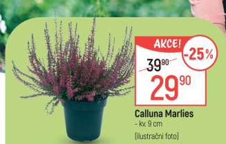 Vřes - Calluna
