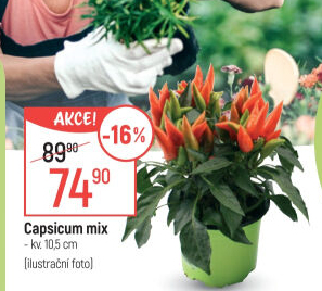 Capsicum - okrasné chilli papričky