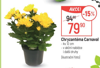 Chrysanthemum - Chryzantéma