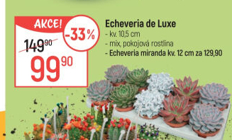 Echeverie - Pupovice