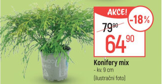 Konifery