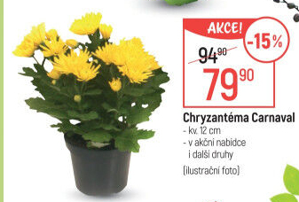 Chrysanthemum - Chryzantéma