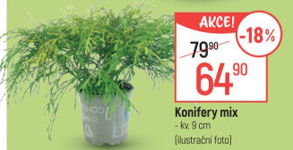 Konifery